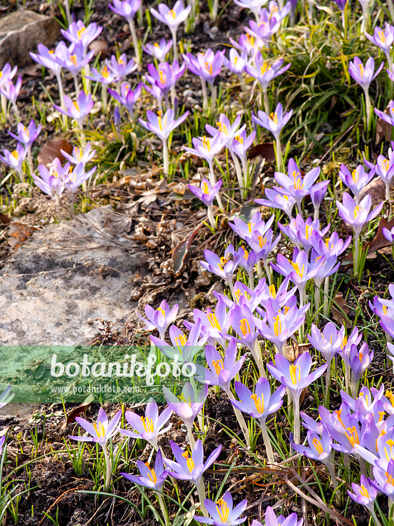 423008 - Elfenkrokus (Crocus tommasinianus)