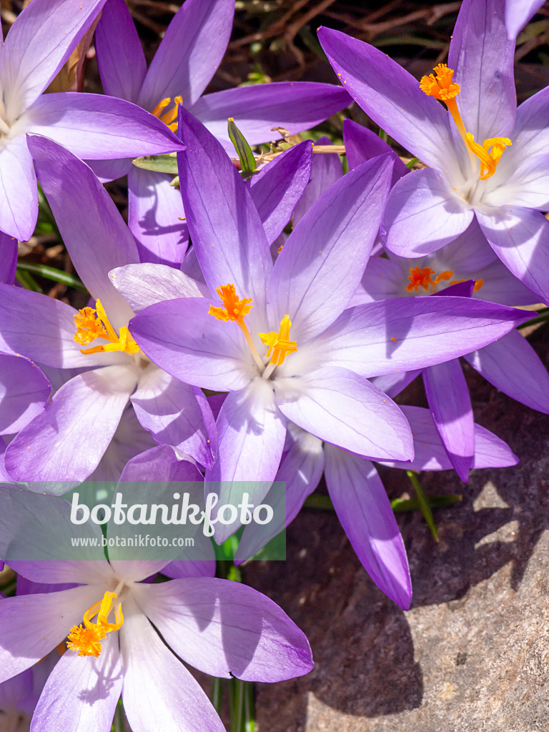 423013 - Elfenkrokus (Crocus tommasinianus)