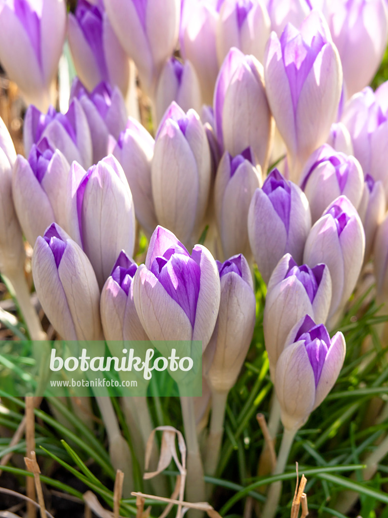 446020 - Elfenkrokus (Crocus tommasinianus)