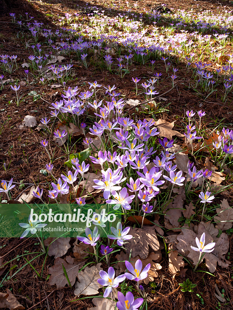 457008 - Elfenkrokus (Crocus tommasinianus)