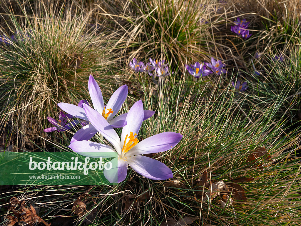 457012 - Elfenkrokus (Crocus tommasinianus)