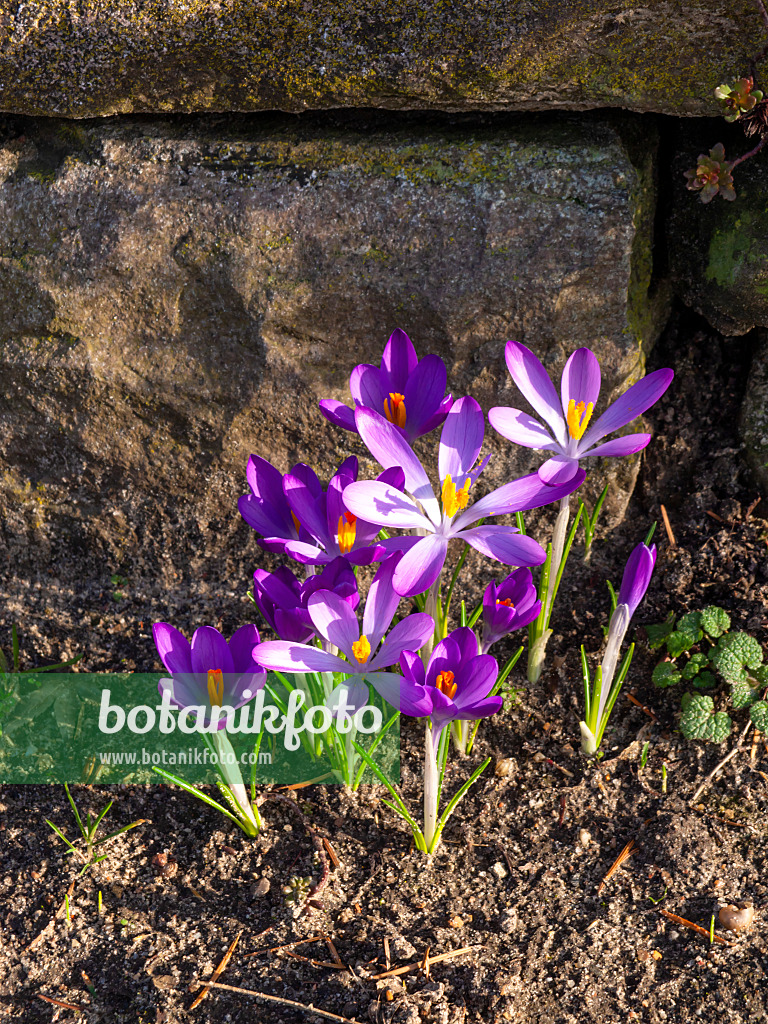 457013 - Elfenkrokus (Crocus tommasinianus)