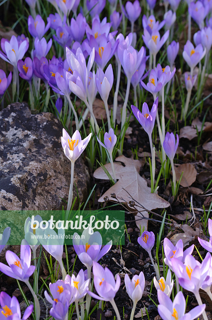 482051 - Elfenkrokus (Crocus tommasinianus)