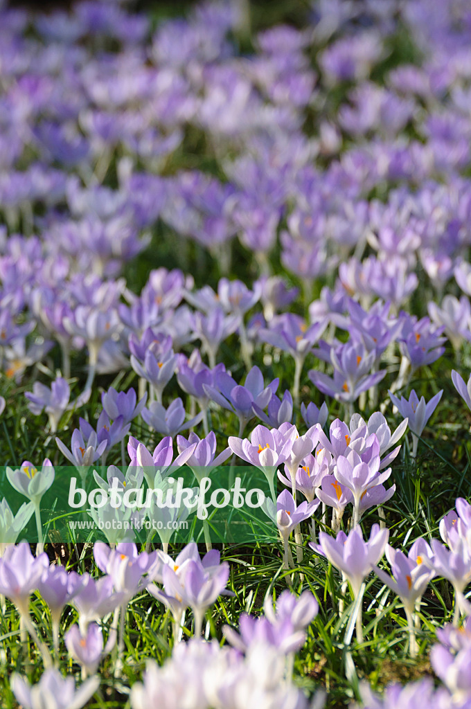 482054 - Elfenkrokus (Crocus tommasinianus)