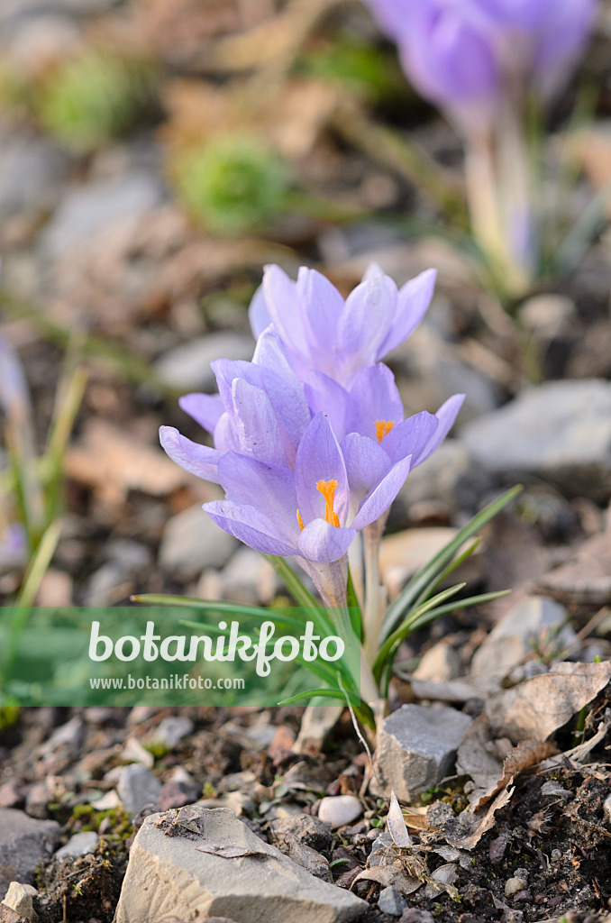 519025 - Elfenkrokus (Crocus tommasinianus)