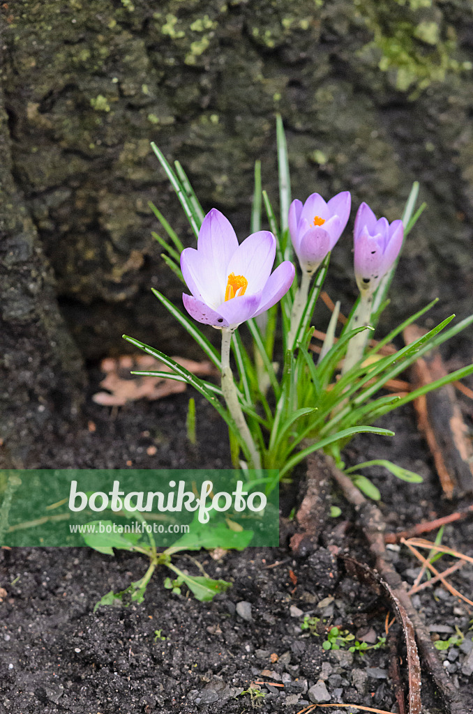 553022 - Elfenkrokus (Crocus tommasinianus)