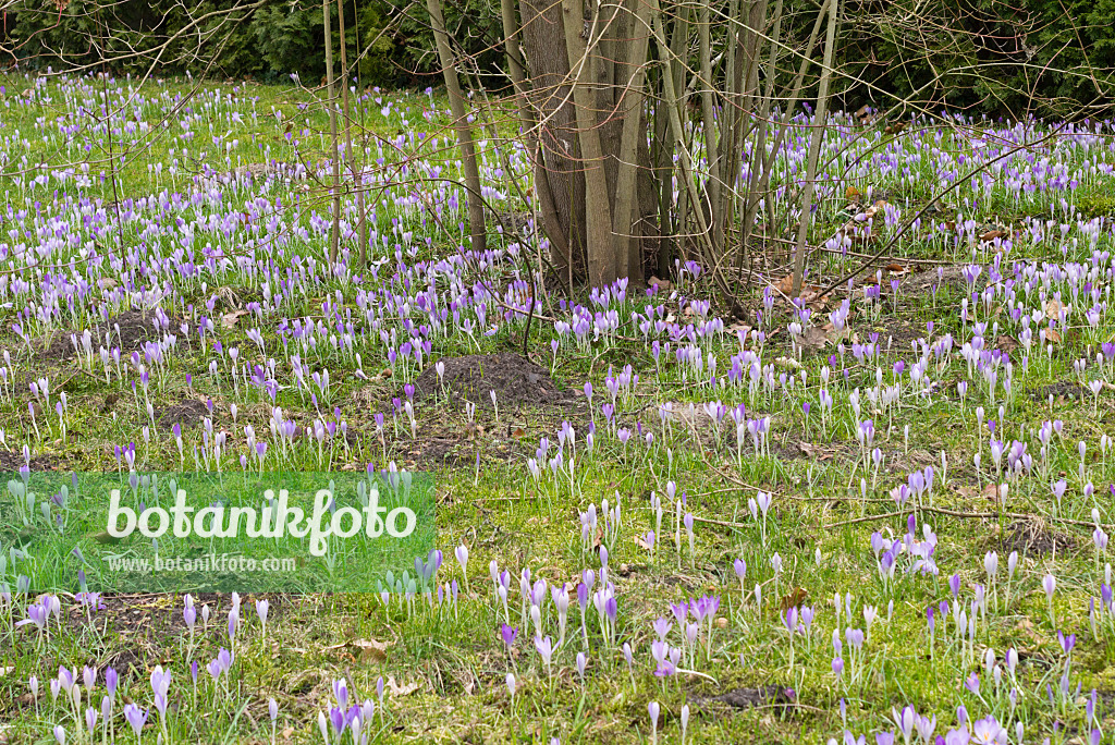 554065 - Elfenkrokus (Crocus tommasinianus)