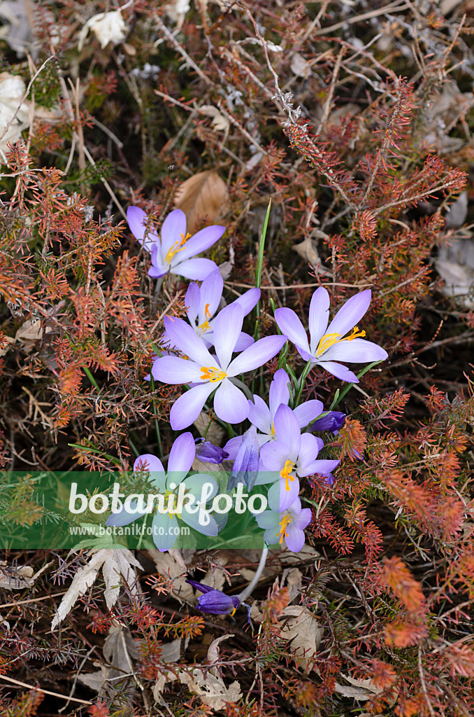 494136 - Elfenkrokus (Crocus tommasinianus) und Heide (Erica)