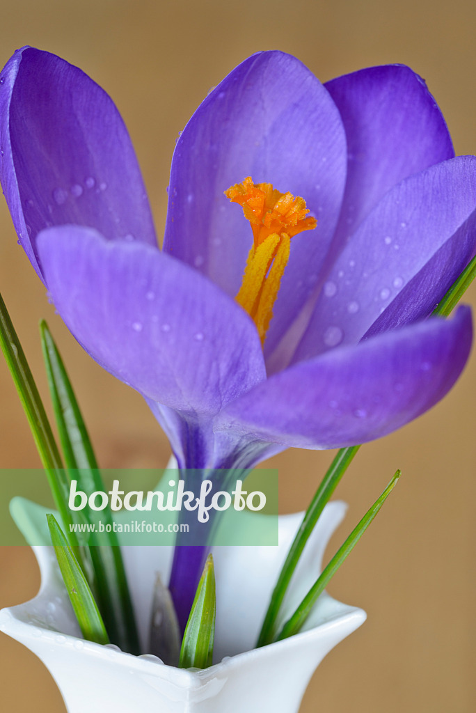 525470 - Elfenkrokus (Crocus tommasinianus) in einer Vase