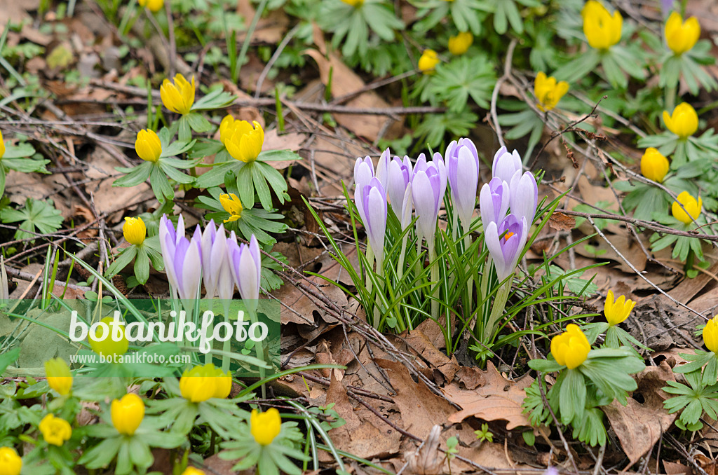 529127 - Elfenkrokus (Crocus tommasinianus) und Winterling (Eranthis hyemalis)