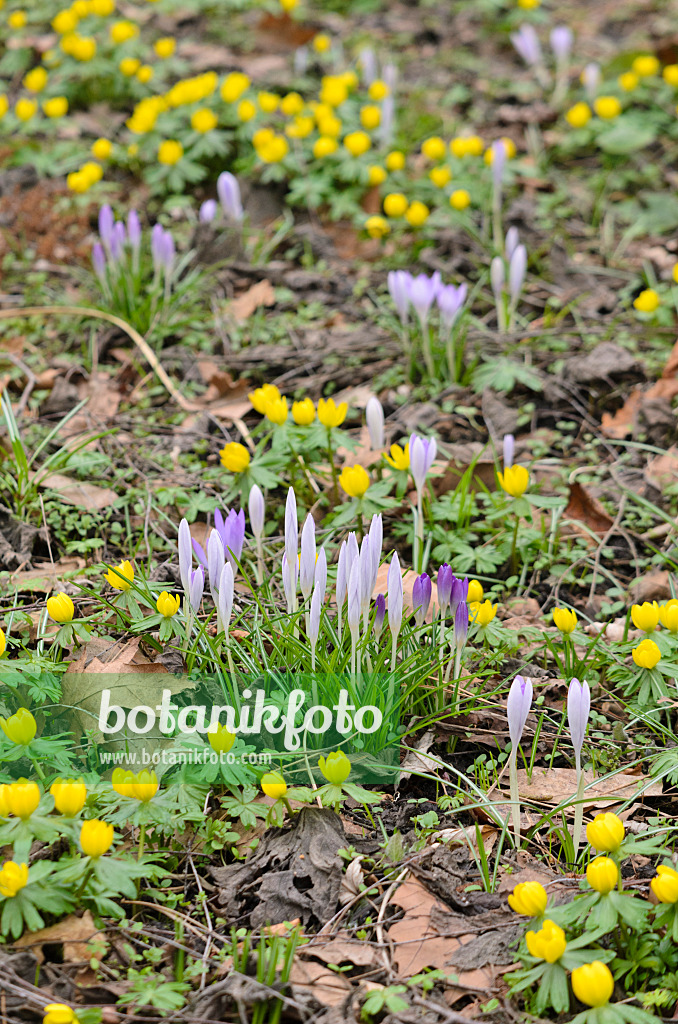 529128 - Elfenkrokus (Crocus tommasinianus) und Winterling (Eranthis hyemalis)