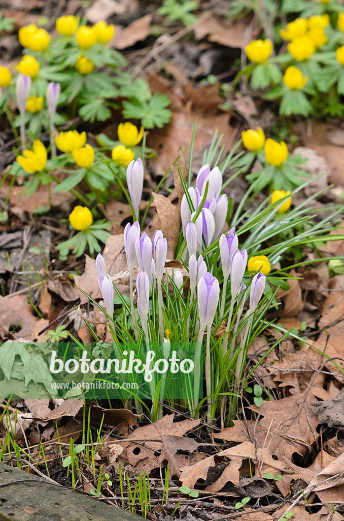 529129 - Elfenkrokus (Crocus tommasinianus) und Winterling (Eranthis hyemalis)