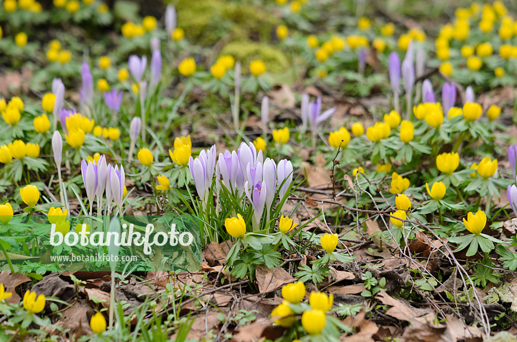 529130 - Elfenkrokus (Crocus tommasinianus) und Winterling (Eranthis hyemalis)