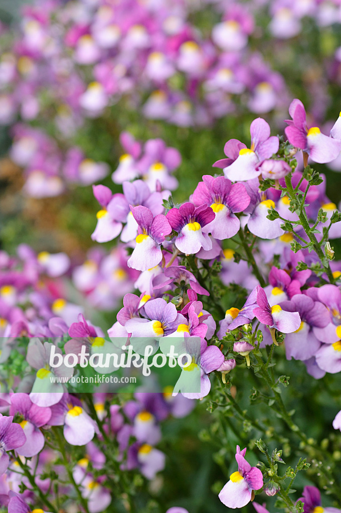 476219 - Elfenspiegel (Nemesia Impressario Pink)