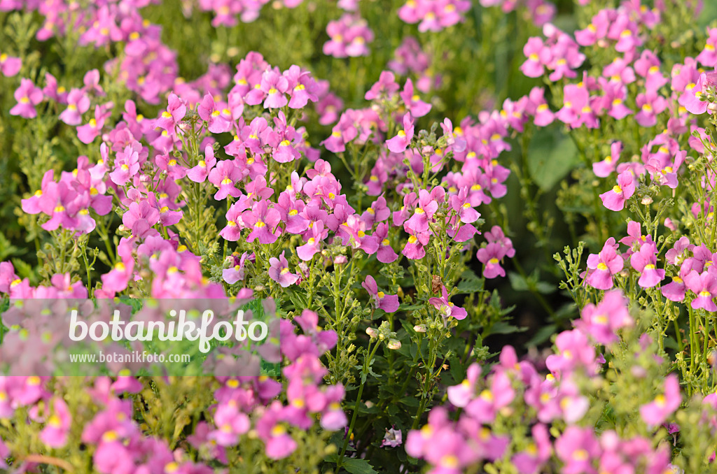 523183 - Elfenspiegel (Nemesia Karoo Pink)