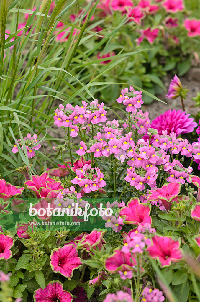 545159 - Elfenspiegel (Nemesia Karoo Pink Improved), Petunie (Petunia) und Dahlie (Dahlia)