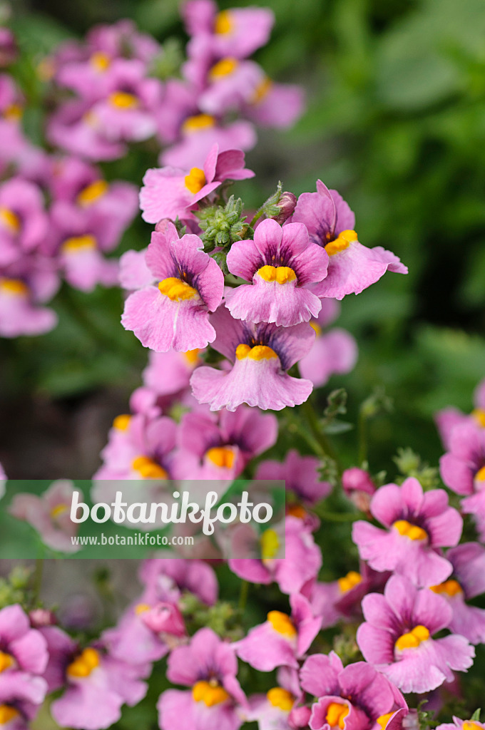 476222 - Elfenspiegel (Nemesia Magma Flame Pink)