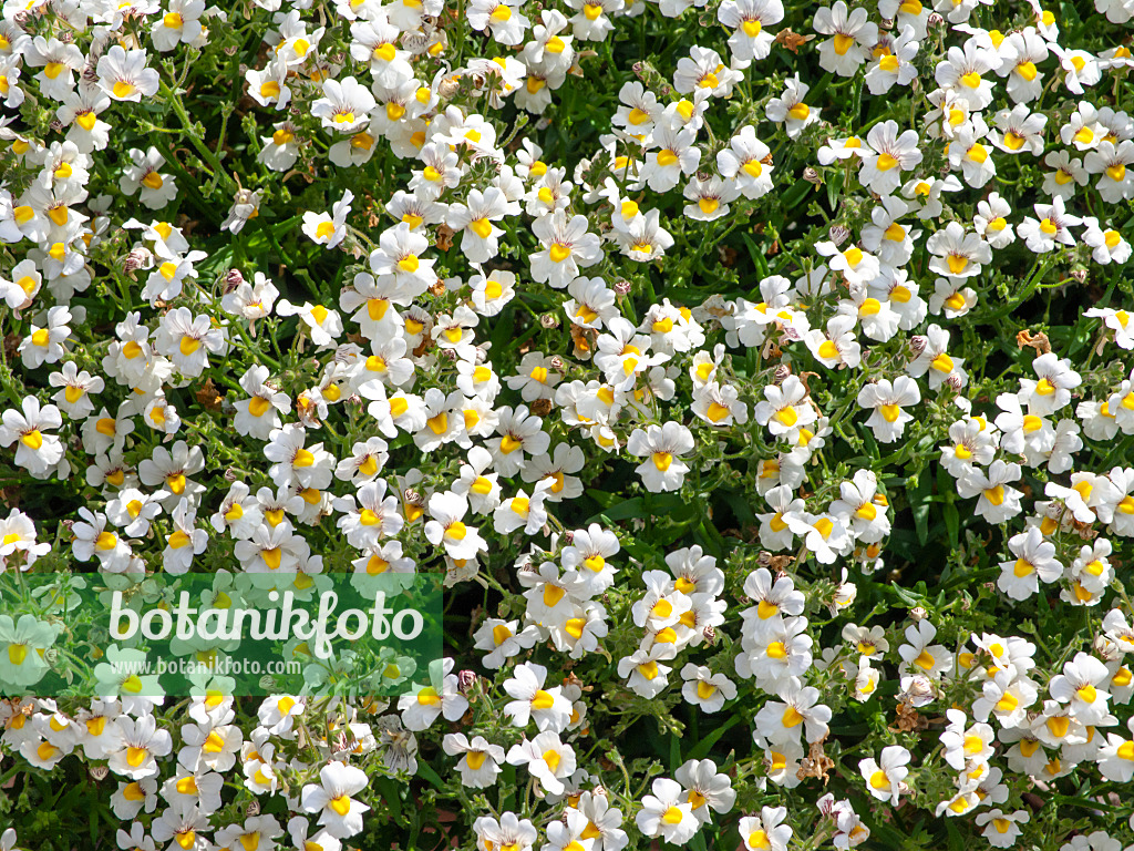 462117 - Elfenspiegel (Nemesia Sunsatia Coconut)