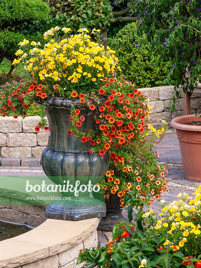 462131 - Elfenspiegel (Nemesia) und Zauberglöckchen (Calibrachoa) in einem Blumenkübel