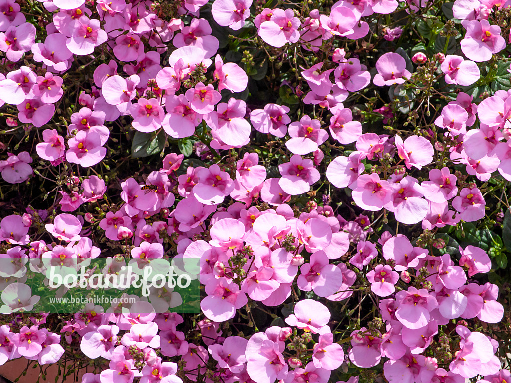 462118 - Elfensporn (Diascia vigilis 'Darla Light Pink')