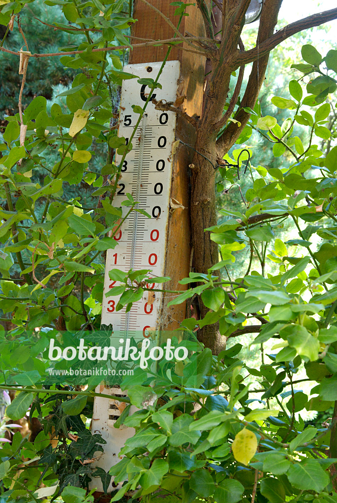 463078 - Emailliertes Außenthermometer an einem umrankten Holzpfahl im Garten