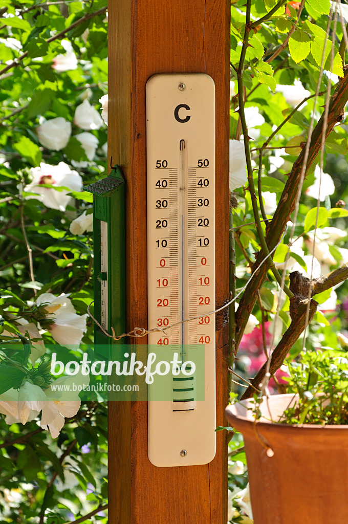 474348 - Emailliertes Außenthermometer an einem umrankten Holzpfahl im Garten