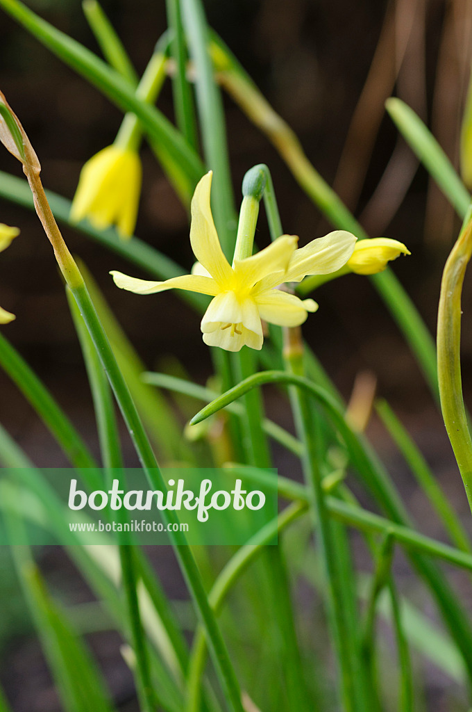 484018 - Engelstränennarzisse (Narcissus triandrus 'Hawara')