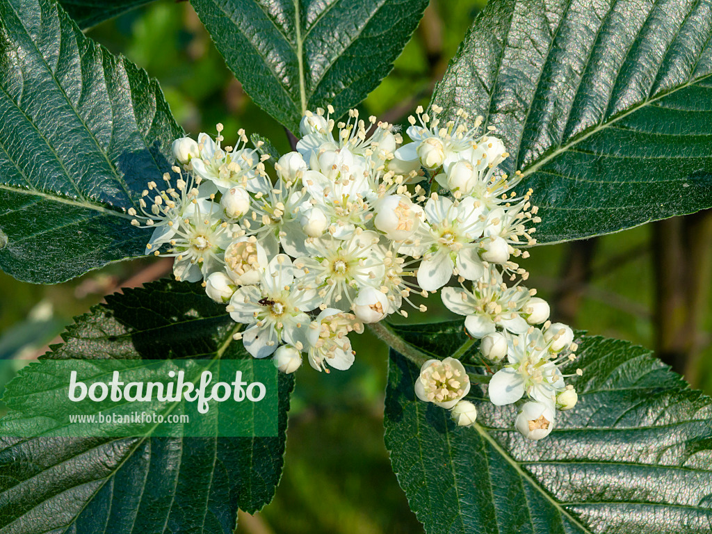 460087 - Englische Eberesche (Sorbus anglica)