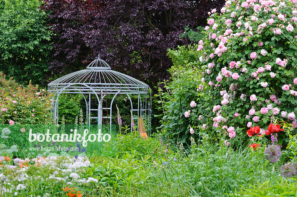 473113 - Englische Rose (Rosa Constance Spry) mit Gartenpavillon