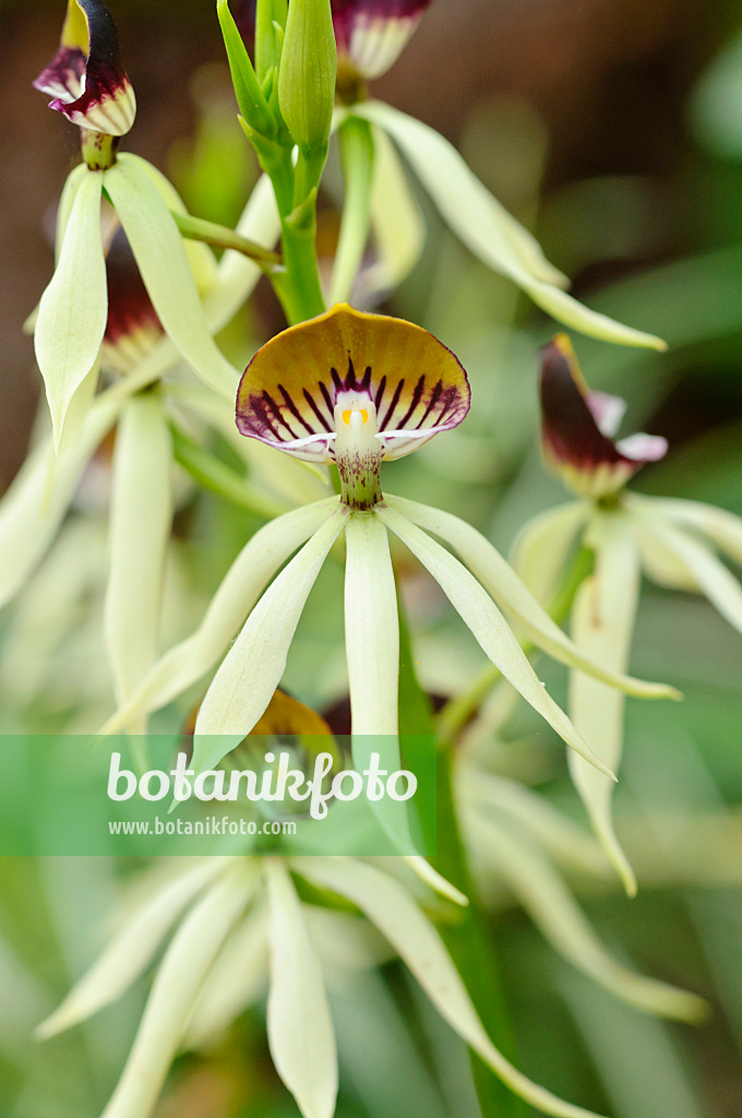 474225 - Epidendrum cochleatum syn. Prosthechea cochleata