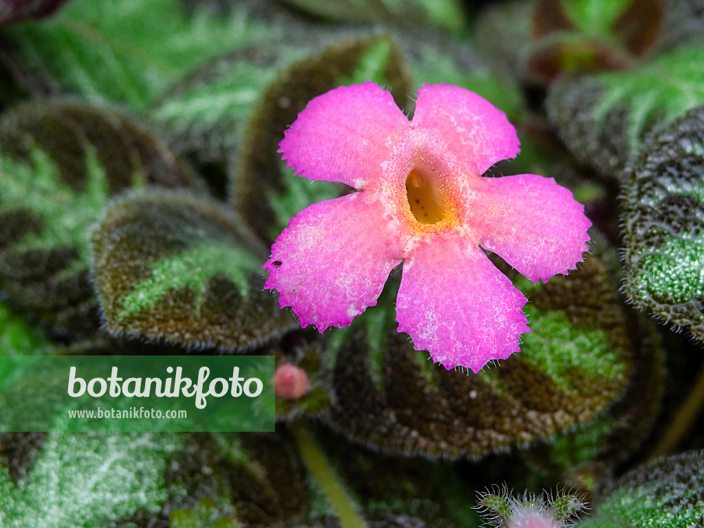 452203 - Episcia cupreata 'Pink Panther'