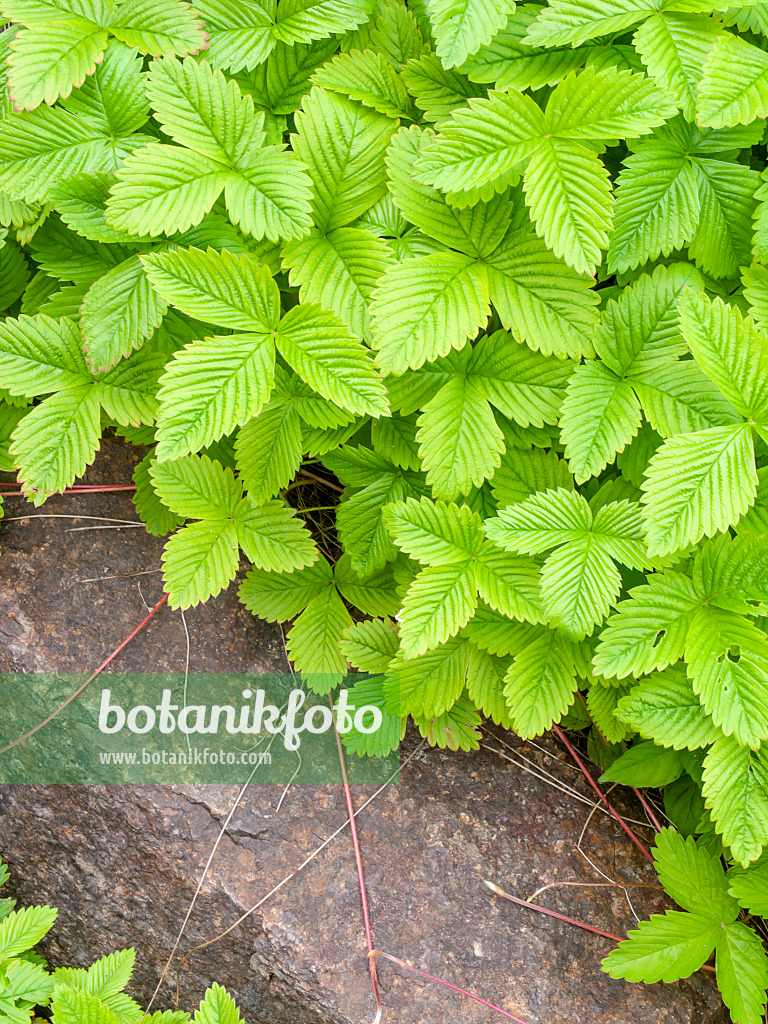 448072 - Erdbeere (Fragaria daltoniana)