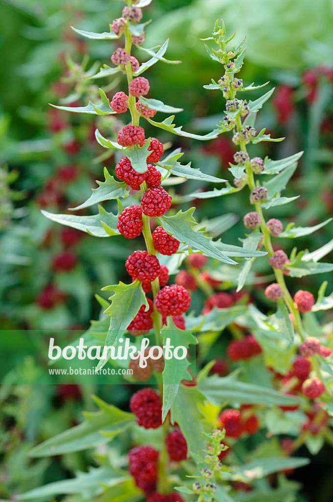 486168 - Erdbeerspinat (Blitum virgatum syn. Chenopodium foliosum)