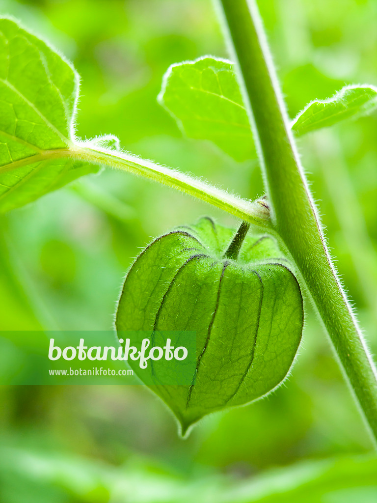 429121 - Erdbeertomate (Physalis pruinosa)