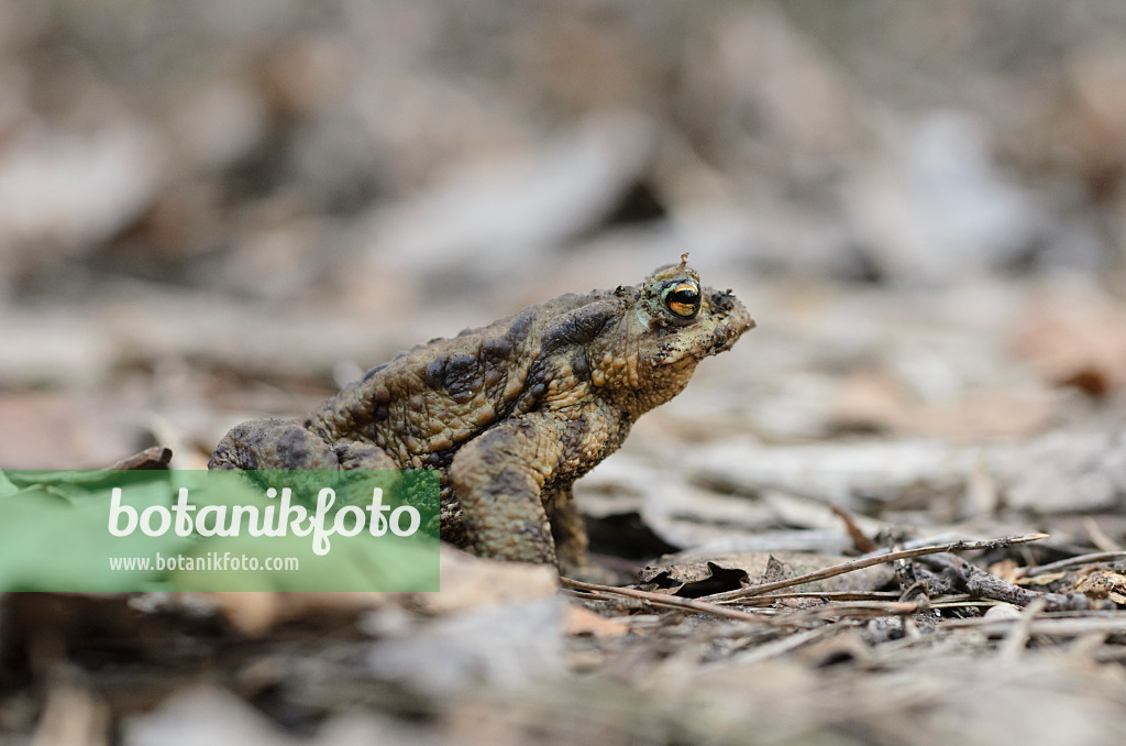 506054 - Erdkröte (Bufo bufo) sitzt auf trockenem Laub und Ästen und schaut interessiert