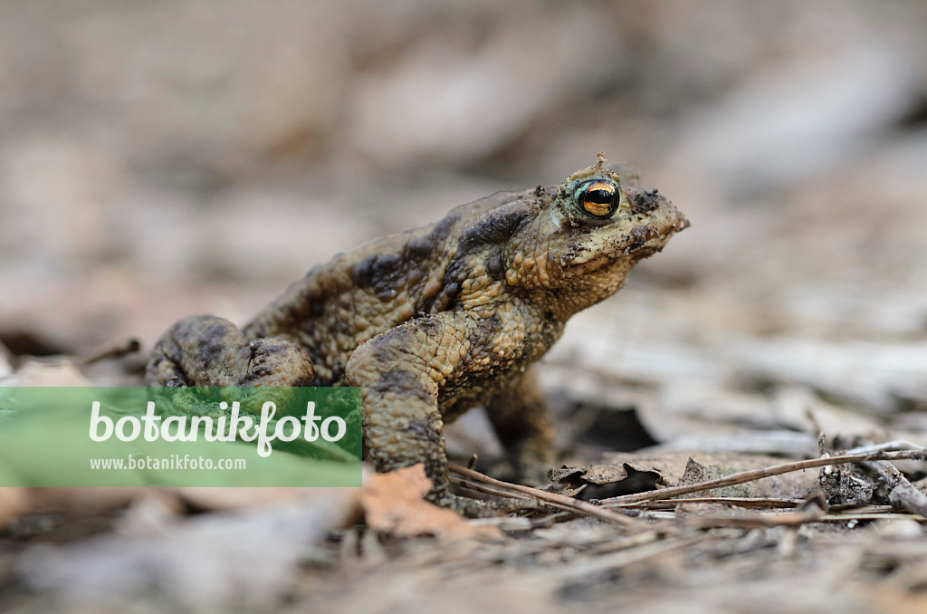 506055 - Erdkröte (Bufo bufo) sitzt auf trockenem Laub und Ästen und schaut interessiert