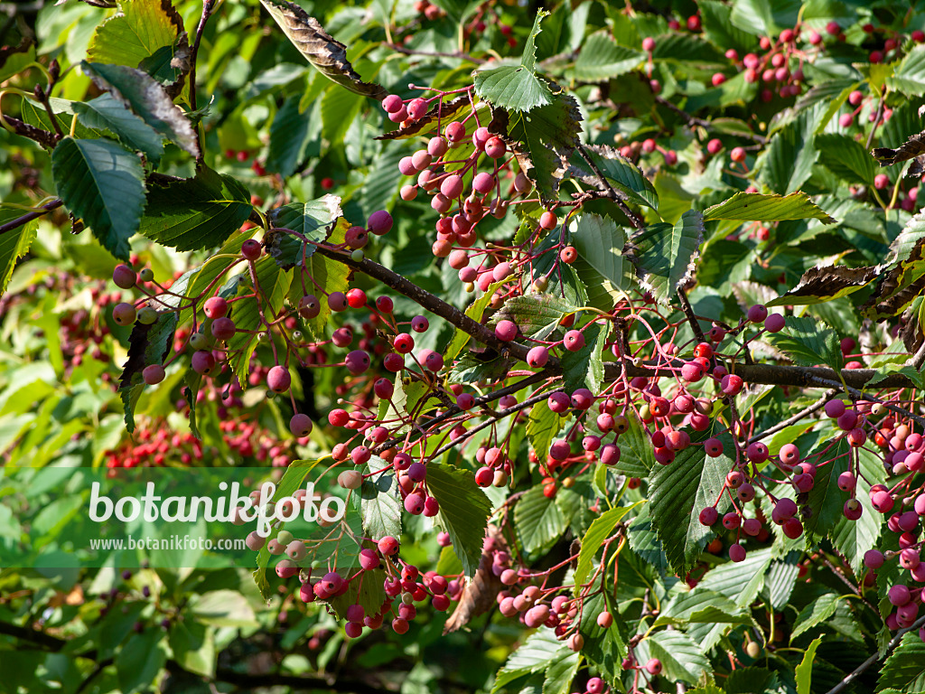 442013 - Erlenblättrige Eberesche (Sorbus alnifolia)