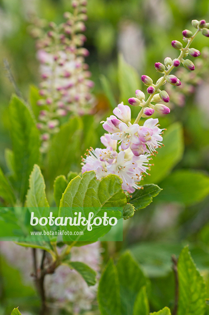 511213 - Erlenblättrige Zimterle (Clethra alnifolia)