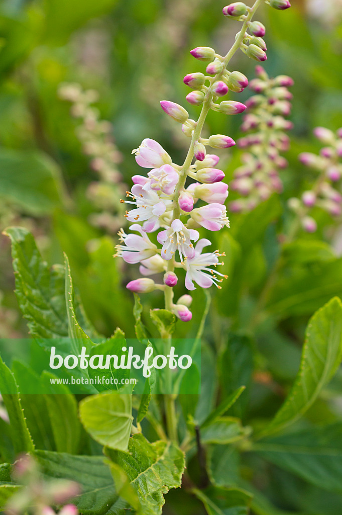 511214 - Erlenblättrige Zimterle (Clethra alnifolia)