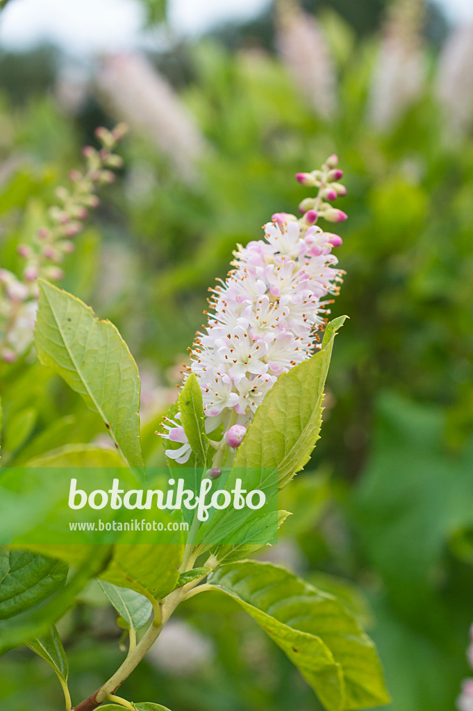 511215 - Erlenblättrige Zimterle (Clethra alnifolia)