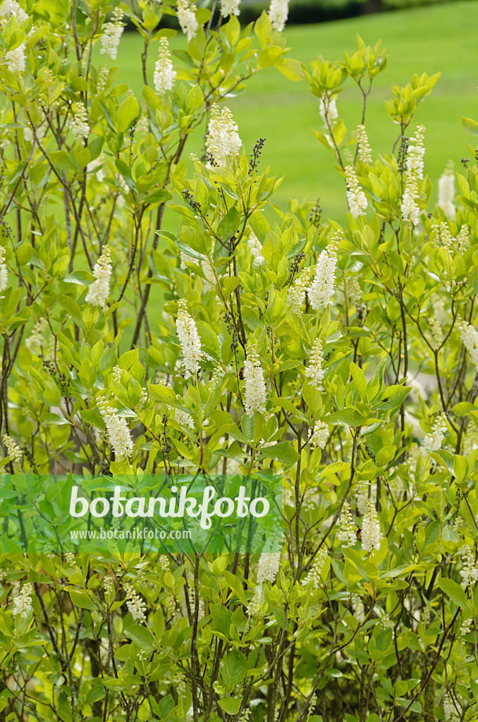 571026 - Erlenblättrige Zimterle (Clethra alnifolia)