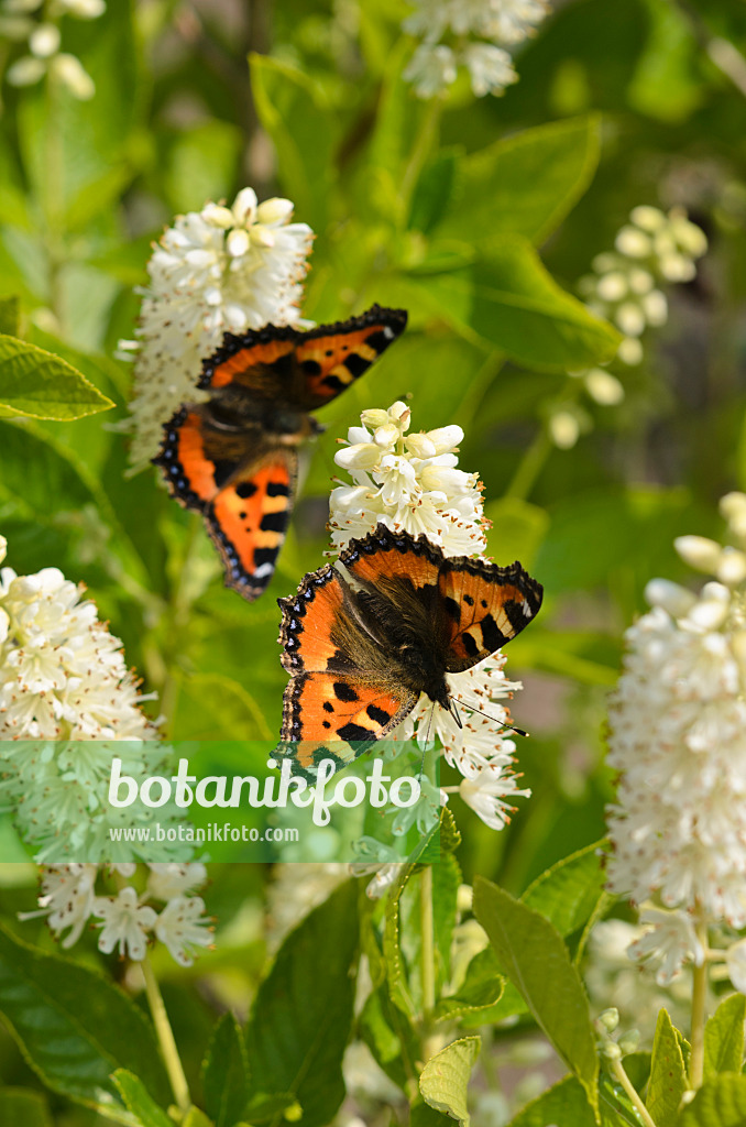 523159 - Erlenblättrige Zimterle (Clethra alnifolia) und Kleiner Fuchs (Aglais urticae)