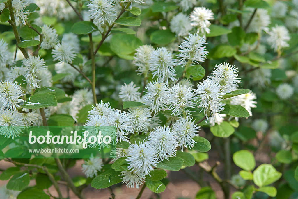 502203 - Erlenblättriger Federbuschstrauch (Fothergilla gardenii)