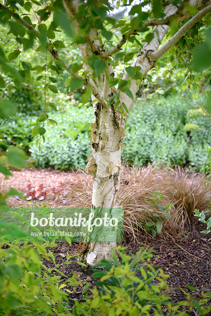 547081 - Ermans Birke (Betula ermanii 'Weeping')