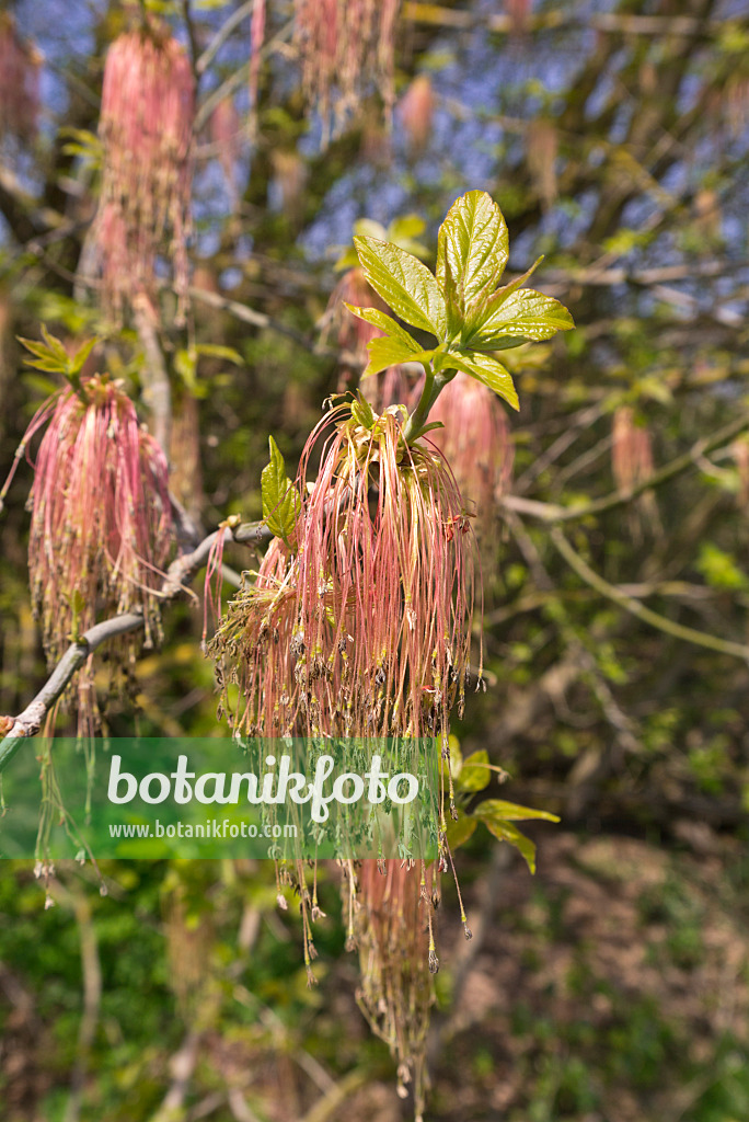 601035 - Eschenahorn (Acer negundo) mit männlichen Blüten