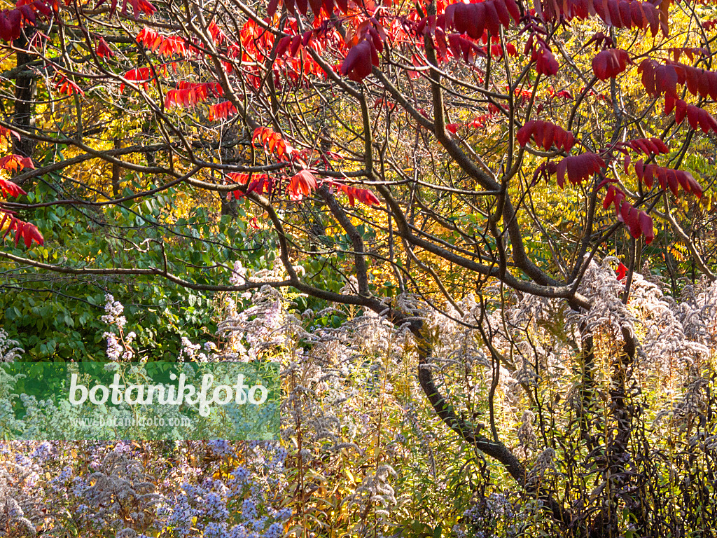 406040 - Essigbaum (Rhus hirta syn. Rhus typhina) und Kanadische Goldrute (Solidago canadensis var. scabra)