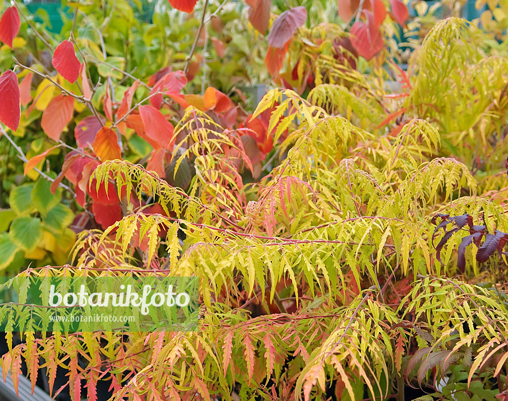 502408 - Essigbaum (Rhus hirta 'Tiger Eyes' syn. Rhus typhina 'Tiger Eyes')