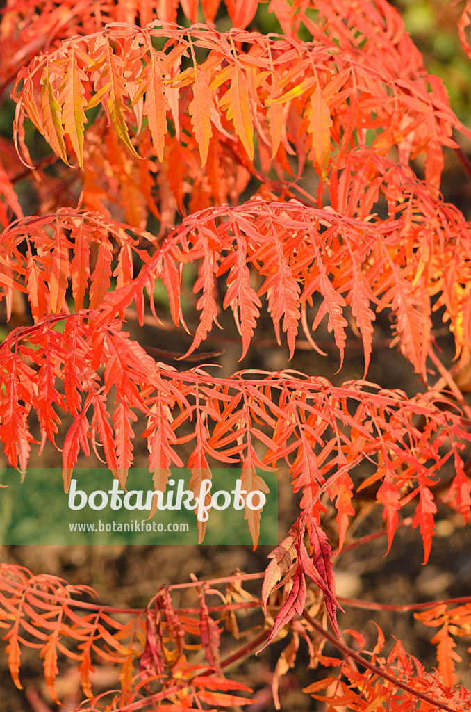 537021 - Essigbaum (Rhus hirta 'Tiger Eyes' syn. Rhus typhina 'Tiger Eyes')