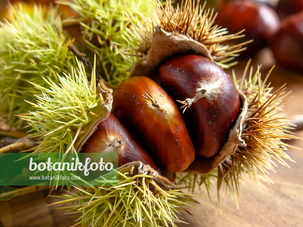 442026 - Esskastanie (Castanea sativa)