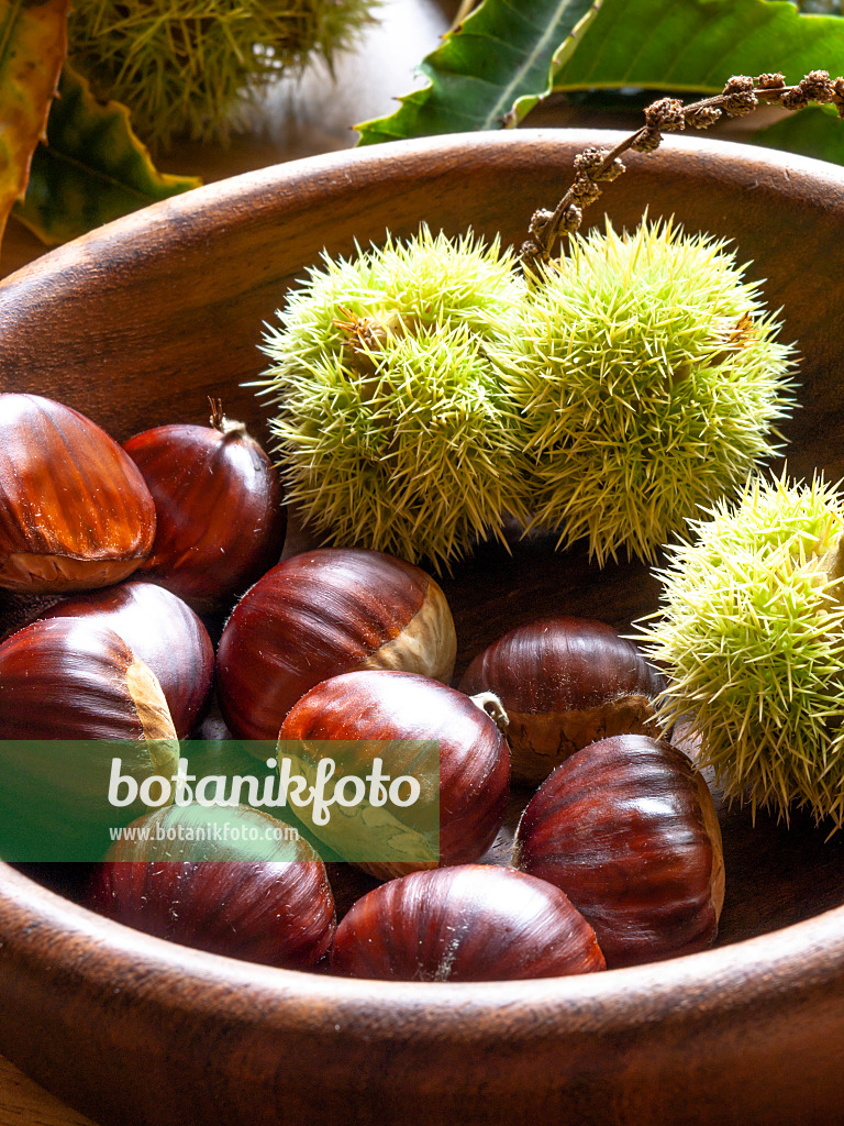 442030 - Esskastanie (Castanea sativa)